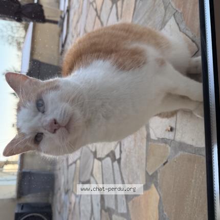 Foto 1/1 Gato encontrado Encontrado en Saint saturnin