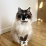 Foto del gato perdido en Nouatre