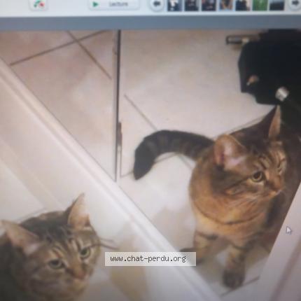 Foto 1/1 melody Chat perdido en Pont l abbe d arnoult