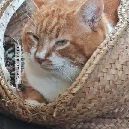 Foto 1/1 H&eacute;l&egrave;ne Kaeppelin Chat perdido en Velluire