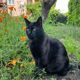 Foto del gato perdido en Beaupuy