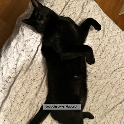 Foto 2/2 Minou Chat perdido en Beaupuy