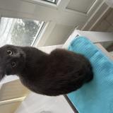 Foto de gato encontrado en Vitry Sur Seine