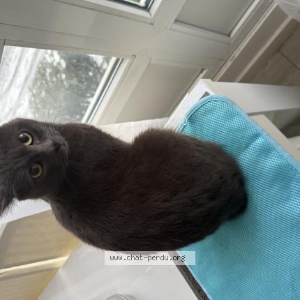 Foto 1/1 Gato encontrado Encontrado en Vitry sur seine