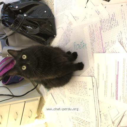 Foto 1/1 Happy Chat perdido en Garons