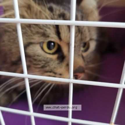 Foto 1/1 Gato encontrado Encontrado en 1090 jette