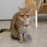 Foto de gato encontrado en Le Porge