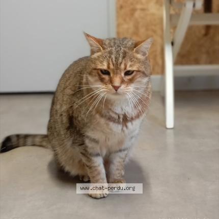 Foto 1/1 Gato encontrado Encontrado en Le porge