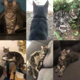 Foto del gato perdido en Les Pavillons Sous Bois