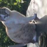 Foto del gato perdido en Averton