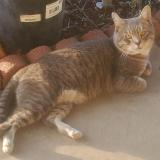 Foto de gato encontrado en Phienix