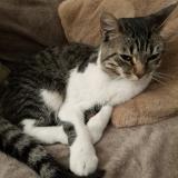 Foto del gato perdido en Stains