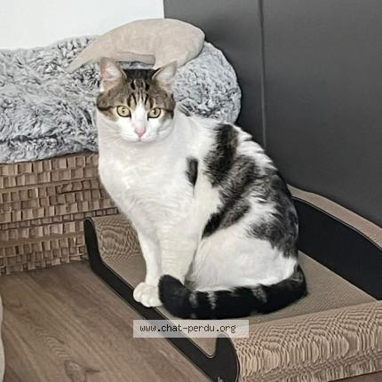 Foto 1/1 Bihan Chat perdido en Paris