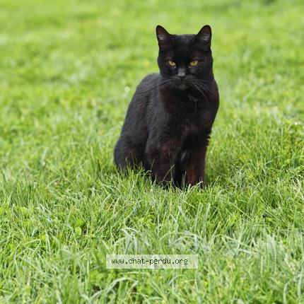 Foto 1/1 Yoshi Chat perdido en Chailly en biere