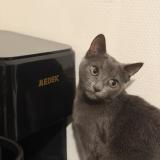 Foto del gato perdido en Alfortville