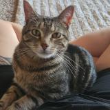 Foto del gato perdido en Claremore