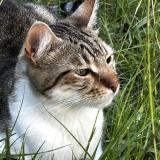 Foto del gato perdido en Bourg Les Valence