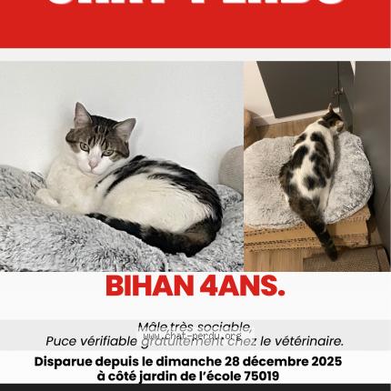 Foto 1/1 Bihan Chat perdido en Paris