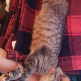 Foto del gato perdido en Mcallen