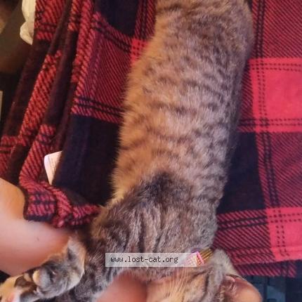Foto 1/1 Reilly Chat perdido en Mcallen
