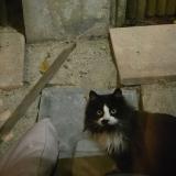 Foto de gato encontrado en Aoste