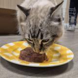 Foto de gato encontrado en Lyon