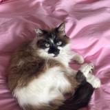 Foto del gato perdido en Gagny