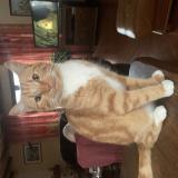 Foto del gato perdido en Bordeaux