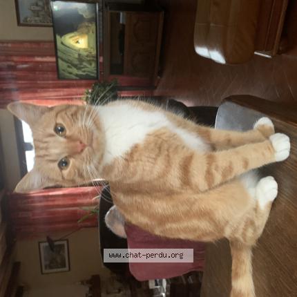 Foto 1/1 Neko Chat perdido en Bordeaux