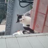 Foto de gato encontrado en Chateaubourg