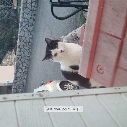 Foto 1/1 Gato encontrado Encontrado en Chateaubourg