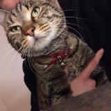 Foto del gato perdido en Urbeis