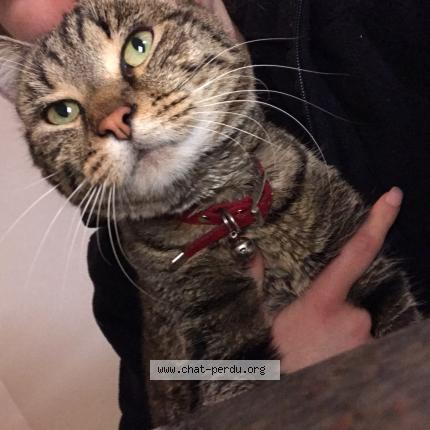 Foto 1/1 Floky Chat perdido en Urbeis