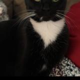 Foto del gato perdido en Longview