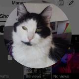 Foto del gato perdido en Holladay