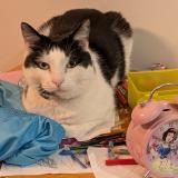 Foto de un gato reunido en Blackburn South