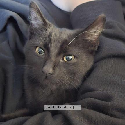 Foto 1/1 Gato encontrado Encontrado en Phoenix