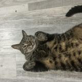 Foto del gato perdido en Williston