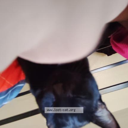 Foto 1/1 Batman Chat perdido en Las vegas