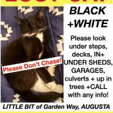 Foto del gato perdido en Augusta