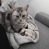 Foto del gato perdido en La Bouilladisse