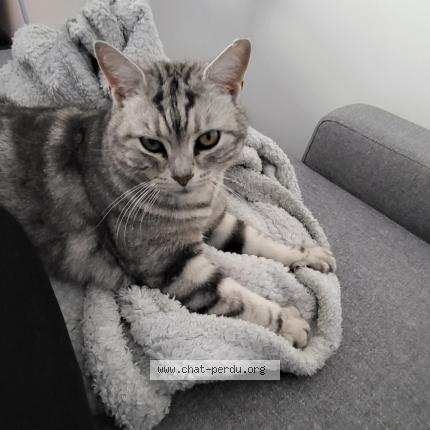 Foto 1/1 Oxo Chat perdido en La bouilladisse