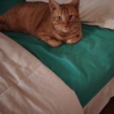 Foto del gato perdido en Erstein