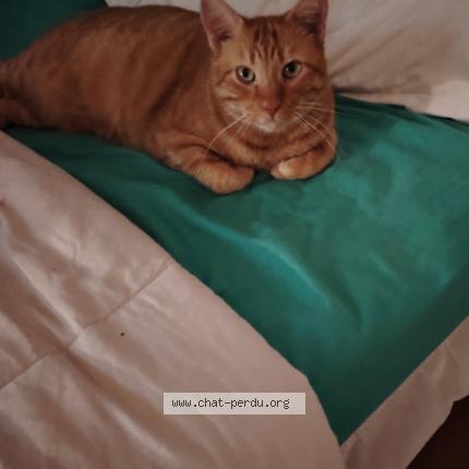 Foto 1/1 Mitsou Chat perdido en Erstein