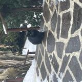 Foto de gato encontrado en Neuville Bosc