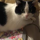 Foto del gato perdido en Aubenas