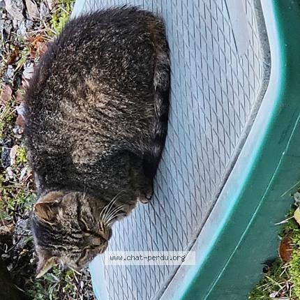 Foto 1/1 Gato encontrado Encontrado en Treignac