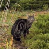 Foto del gato perdido en Saint Fons
