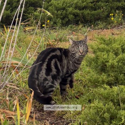 Foto 1/1 Cookie Chat perdido en Saint fons