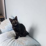 Foto del gato perdido en Cuise La Motte